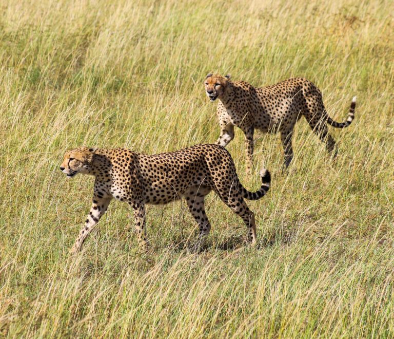 8 Days Tanzania And Kenya Classic Safari Vacation