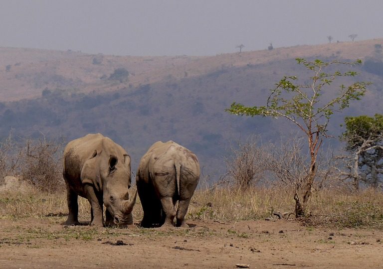8 Days Kenya And Tanzania Combined Safari Holiday