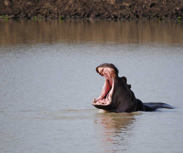 7 days Safari Tanzania & Kenya Safari Tour